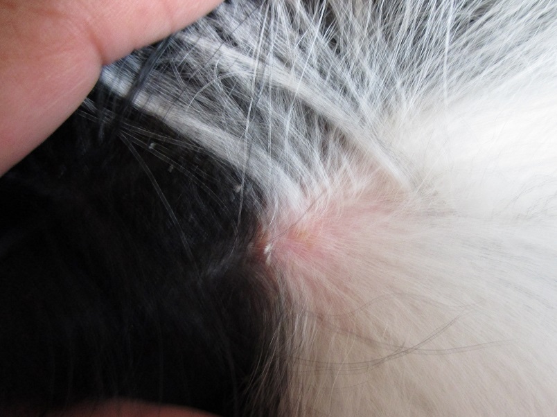 犬の皮膚アレルギー 脂漏性湿疹 犬と猫と日々を暮らす